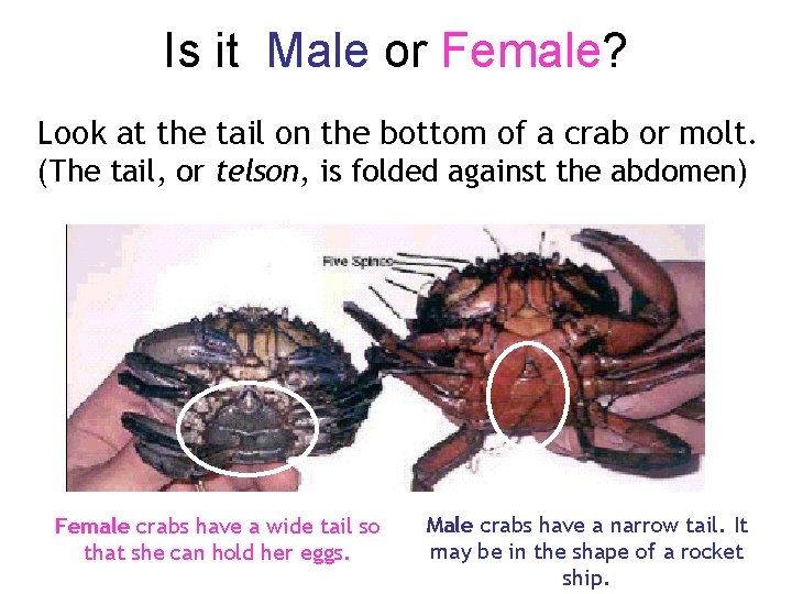 Is it Male or Female? Look at the tail on the bottom of a