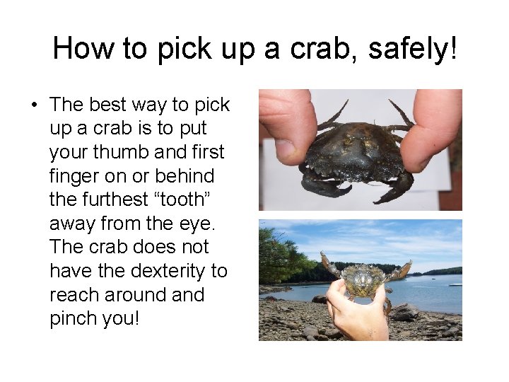 How to pick up a crab, safely! • The best way to pick up