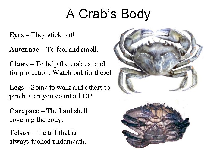 A Crab’s Body Eyes – They stick out! Antennae – To feel and smell.