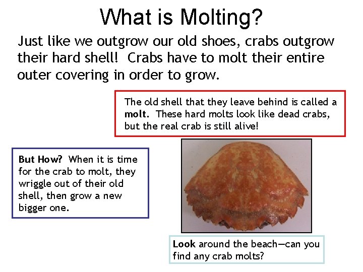 What is Molting? Just like we outgrow our old shoes, crabs outgrow their hard