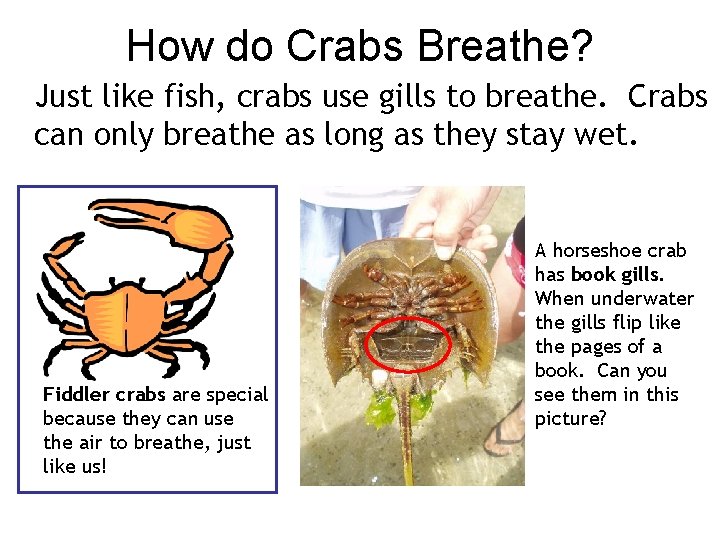 How do Crabs Breathe? Just like fish, crabs use gills to breathe. Crabs can