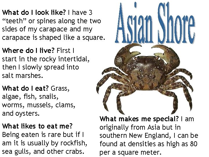 What do I look like? I have 3 “teeth” or spines along the two