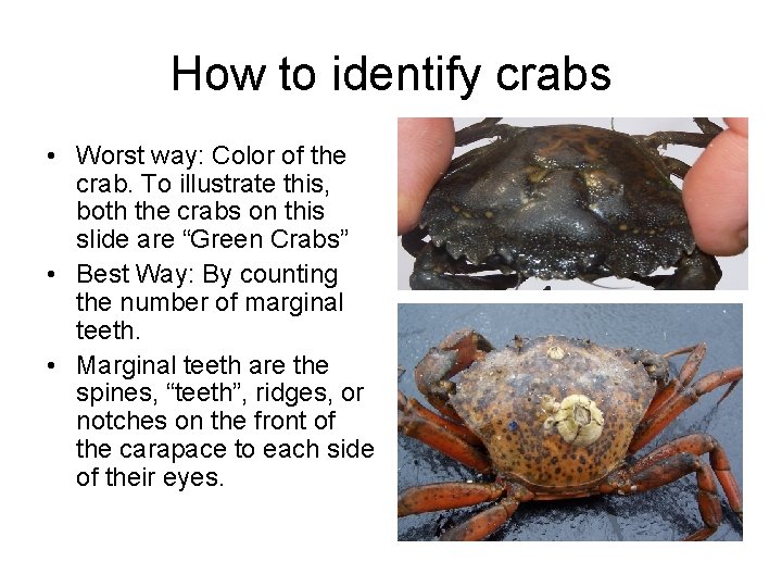 How to identify crabs • Worst way: Color of the crab. To illustrate this,