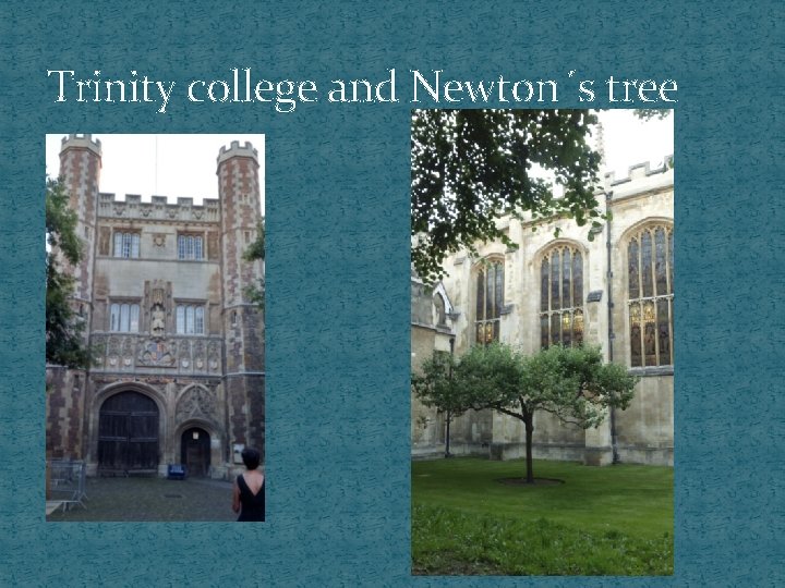 Trinity college and Newton´s tree 
