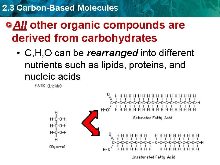 2. 3 Carbon-Based Molecules All other organic compounds are derived from carbohydrates • C,