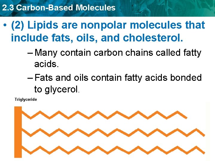 2. 3 Carbon-Based Molecules • (2) Lipids are nonpolar molecules that include fats, oils,