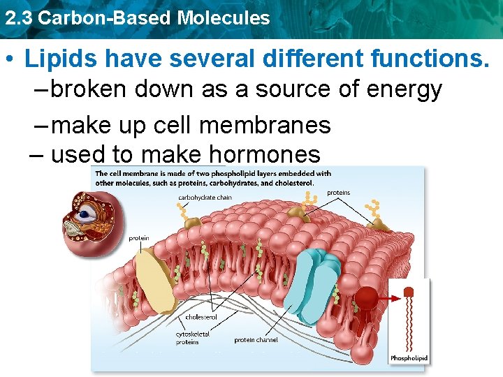 2. 3 Carbon-Based Molecules • Lipids have several different functions. – broken down as