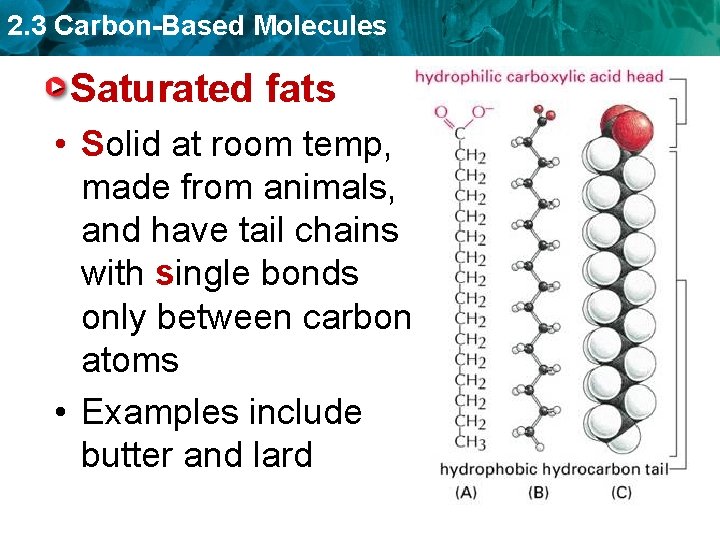 2. 3 Carbon-Based Molecules Saturated fats • Solid at room temp, made from animals,
