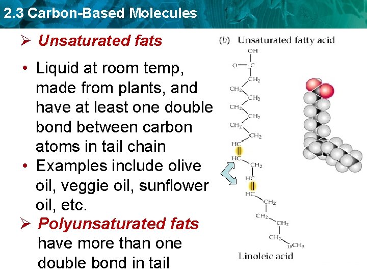 2. 3 Carbon-Based Molecules Ø Unsaturated fats • Liquid at room temp, made from