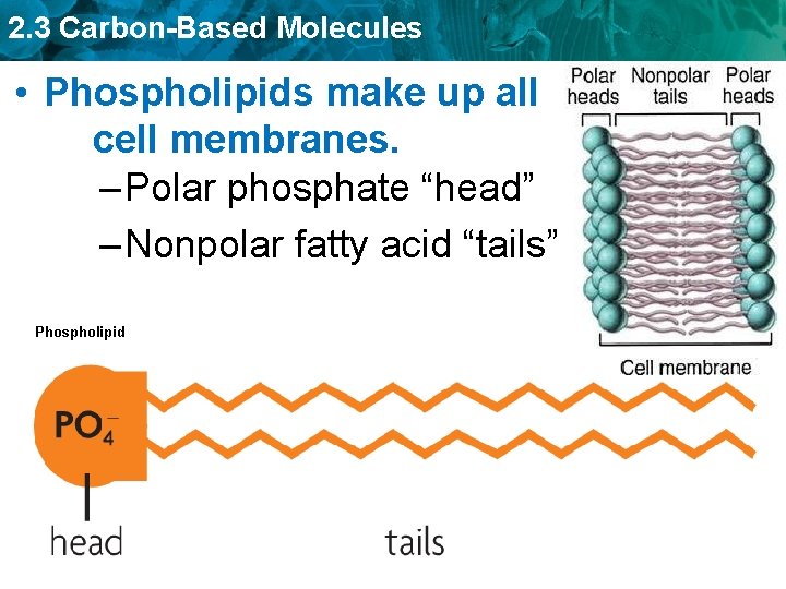 2. 3 Carbon-Based Molecules • Phospholipids make up all cell membranes. – Polar phosphate