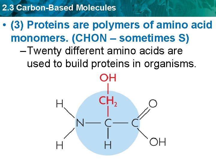 2. 3 Carbon-Based Molecules • (3) Proteins are polymers of amino acid monomers. (CHON