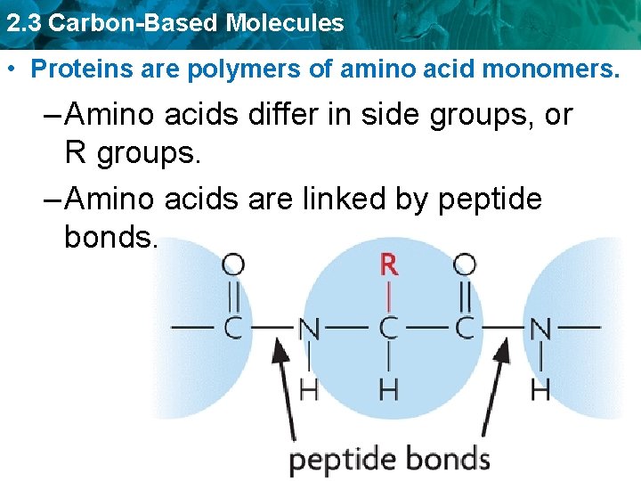 2. 3 Carbon-Based Molecules • Proteins are polymers of amino acid monomers. – Amino