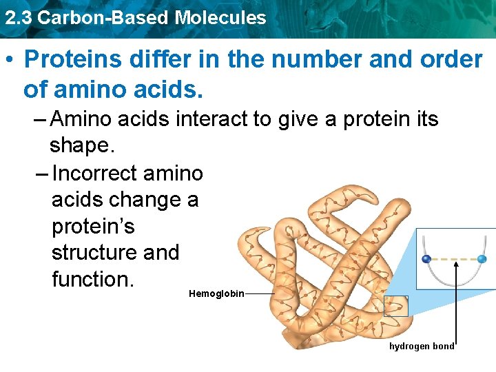 2. 3 Carbon-Based Molecules • Proteins differ in the number and order of amino