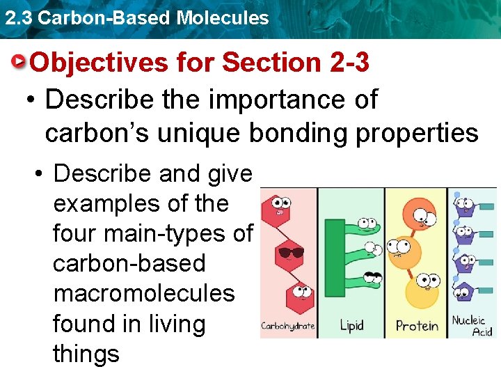 2. 3 Carbon-Based Molecules Objectives for Section 2 -3 • Describe the importance of