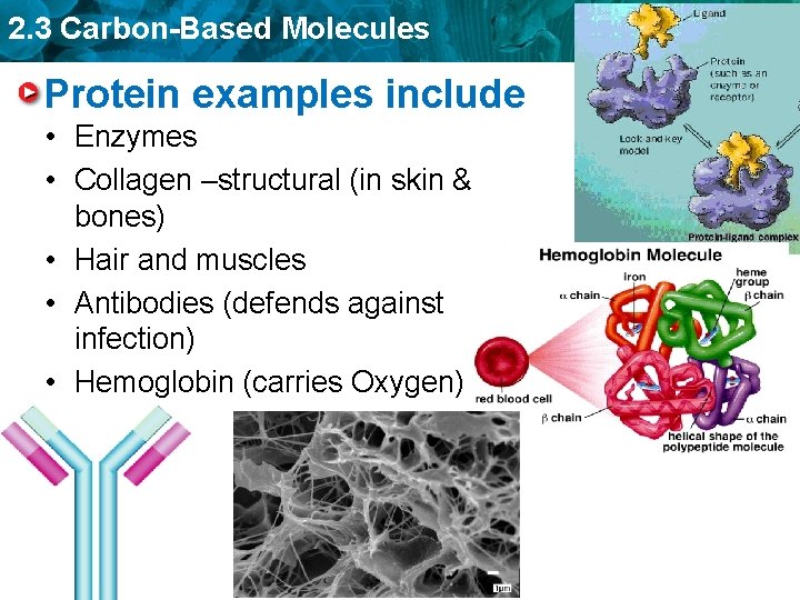 2. 3 Carbon-Based Molecules Protein examples include • Enzymes • Collagen –structural (in skin