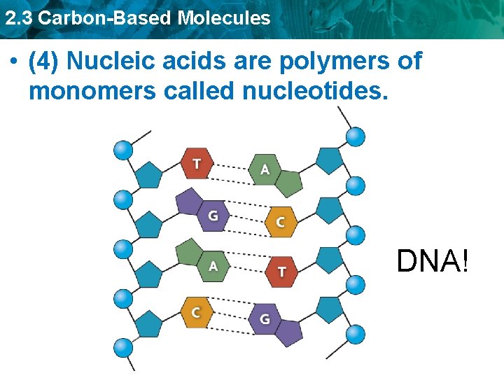 2. 3 Carbon-Based Molecules • (4) Nucleic acids are polymers of monomers called nucleotides.