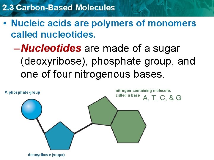 2. 3 Carbon-Based Molecules • Nucleic acids are polymers of monomers called nucleotides. –