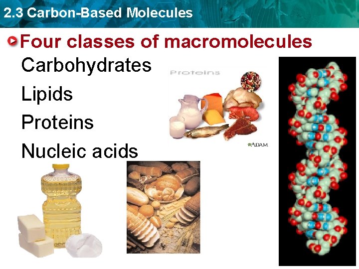 2. 3 Carbon-Based Molecules Four classes of macromolecules Carbohydrates Lipids Proteins Nucleic acids 
