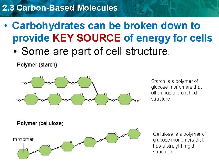 2. 3 Carbon-Based Molecules • Carbohydrates can be broken down to provide KEY SOURCE