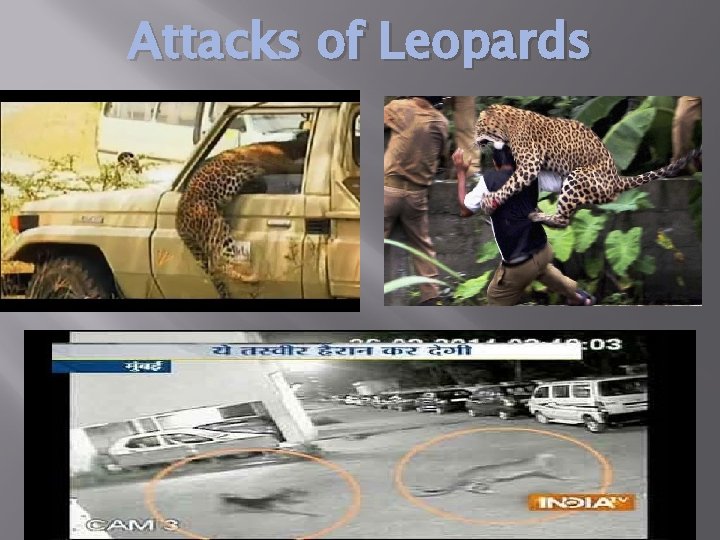 Attacks of Leopards 