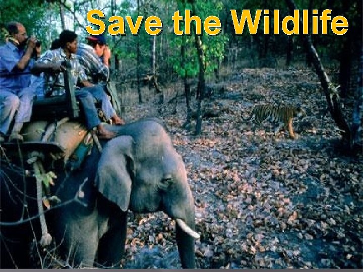 Save the Wildlife 