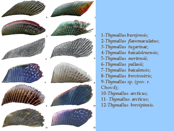 1 -Thymallus burejensis; 2 -Thymallus flavomaculatus; 3 -Thymallus tugarinae; 4 -Thymallus baicalolenensis; 5 -Thymallus