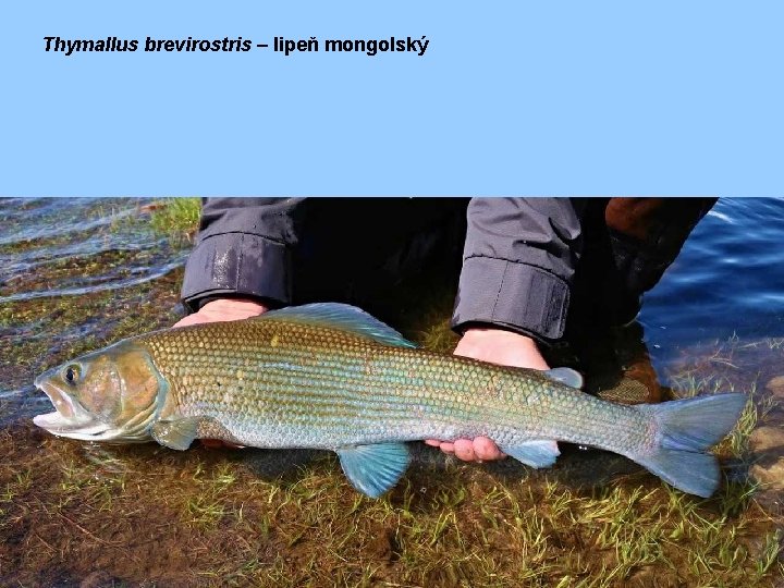 Thymallus brevirostris – lipeň mongolský 