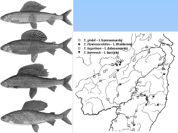 T. grubii – l. hornoamurský T. Flavomaculatus – l. žltoškvrnný T. tugarinae – l.