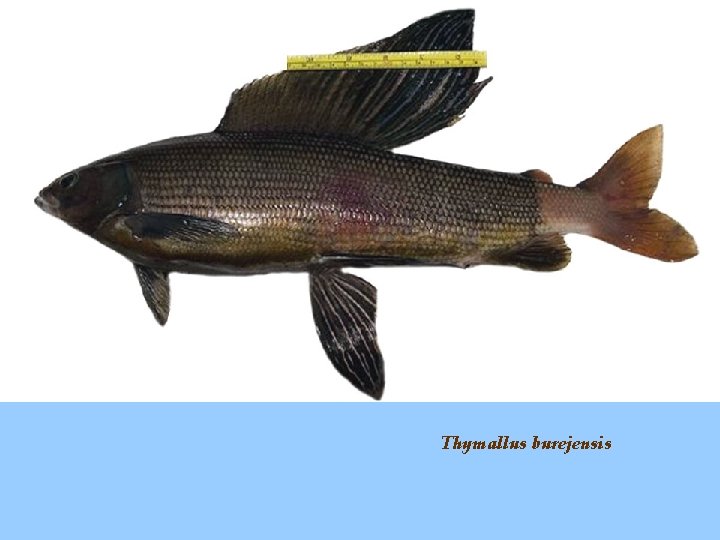 Thymallus burejensis 