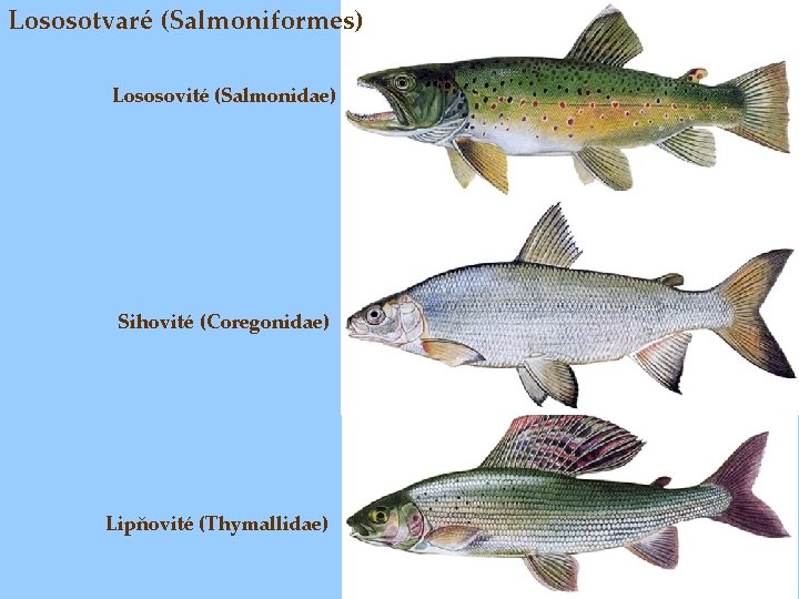 Lososotvaré (Salmoniformes) Lososovité (Salmonidae) Sihovité (Coregonidae) Lipňovité (Thymallidae) 