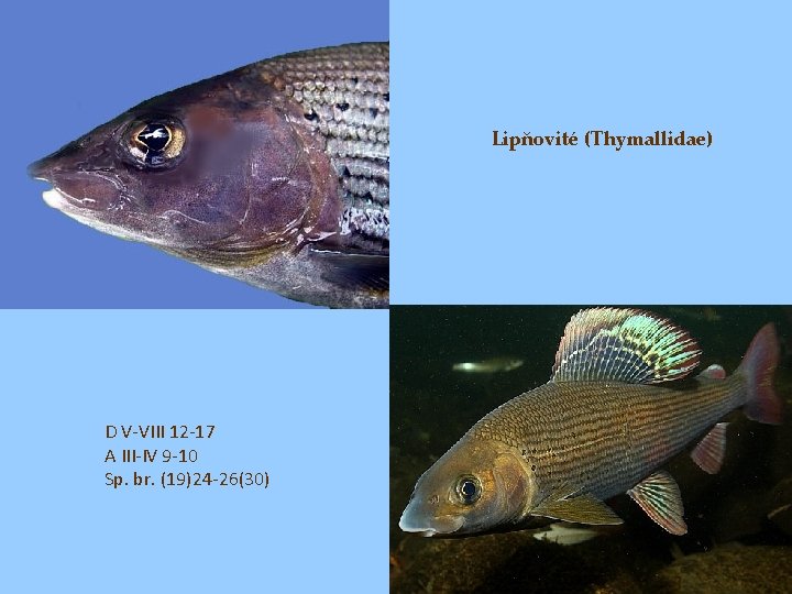 Lipňovité (Thymallidae) D V-VIII 12 -17 A III-IV 9 -10 Sp. br. (19)24 -26(30)