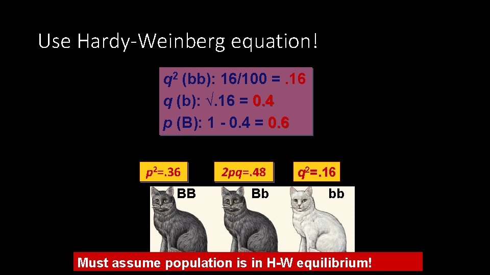 Use Hardy-Weinberg equation! q 2 (bb): 16/100 =. 16 q (b): √. 16 =