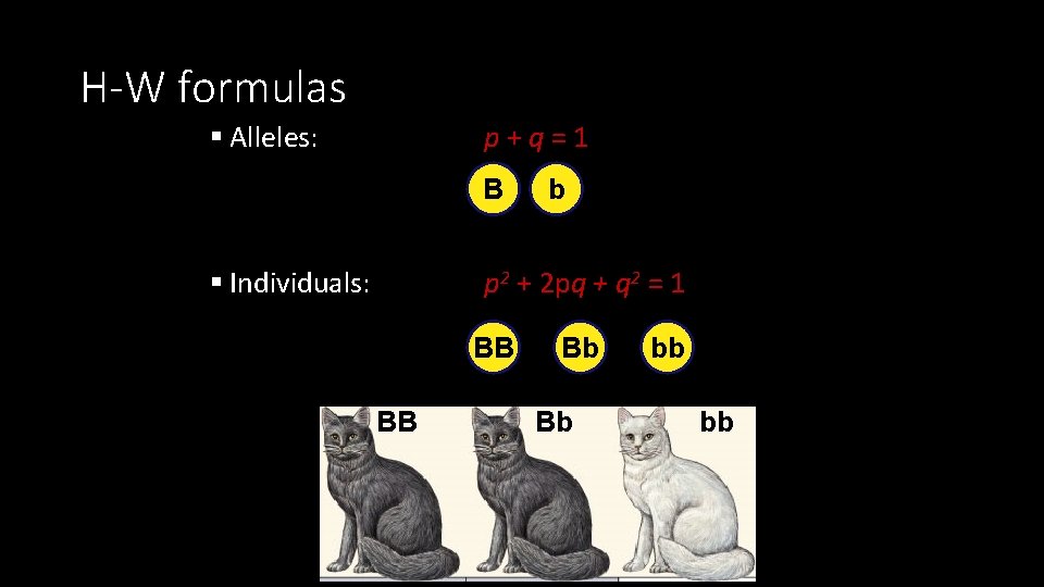 H-W formulas § Alleles: p+q=1 B § Individuals: b p 2 + 2 pq