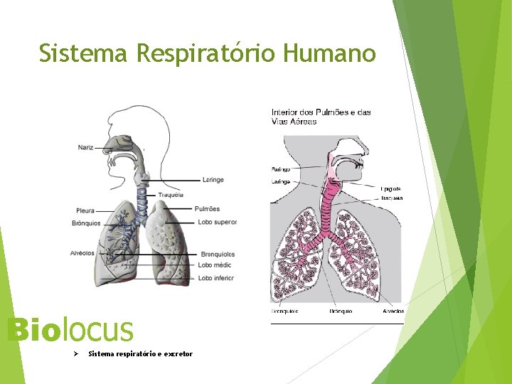 Sistema Respiratório Humano Biolocus Ø Sistema respiratório e excretor 