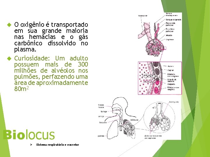 O oxigênio é transportado em sua grande maioria nas hemácias e o gás carbônico