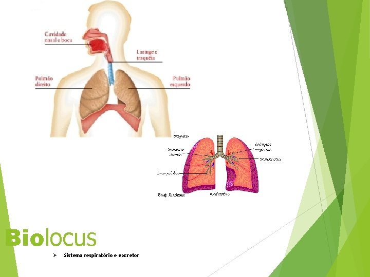 Biolocus Ø Sistema respiratório e excretor 