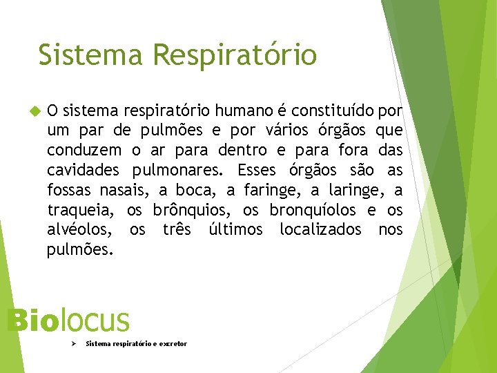 Sistema Respiratório O sistema respiratório humano é constituído por um par de pulmões e