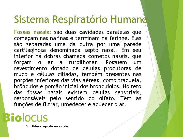 Sistema Respiratório Humano Fossas nasais: são duas cavidades paralelas que começam nas narinas e