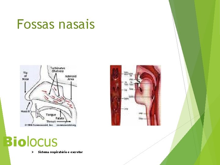 Fossas nasais Biolocus Ø Sistema respiratório e excretor 