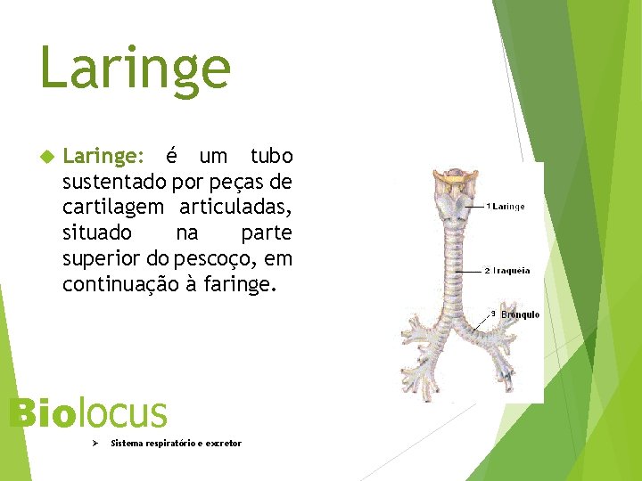Laringe Laringe: é um tubo sustentado por peças de cartilagem articuladas, situado na parte