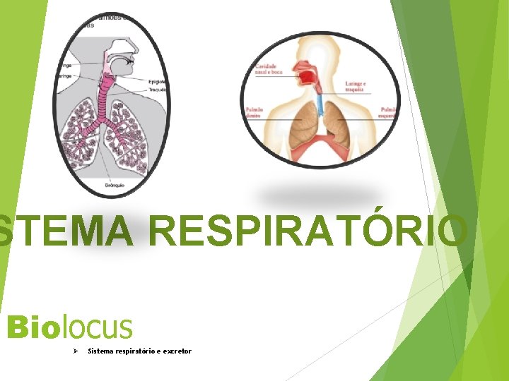 STEMA RESPIRATÓRIO Biolocus Ø Sistema respiratório e excretor 