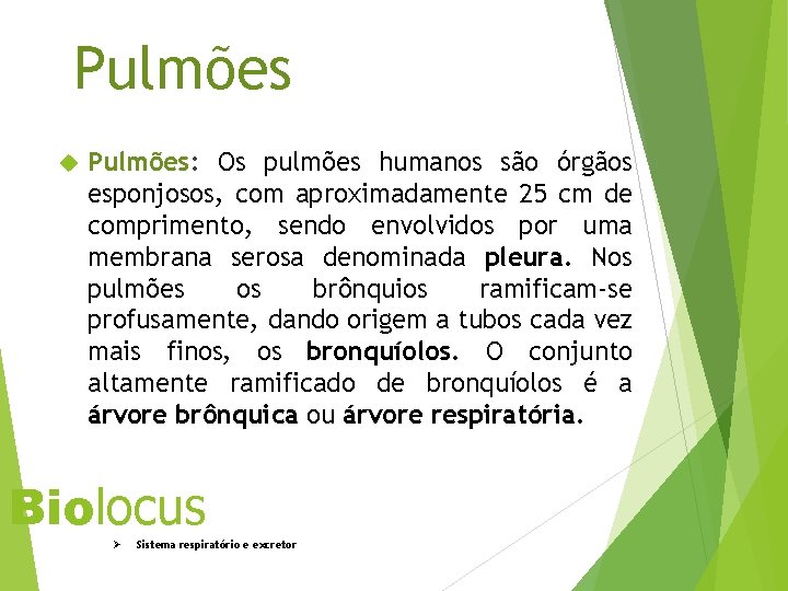 Pulmões Pulmões: Os pulmões humanos são órgãos esponjosos, com aproximadamente 25 cm de comprimento,