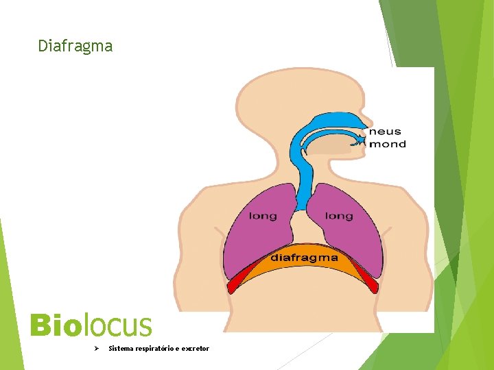 Diafragma Biolocus Ø Sistema respiratório e excretor 