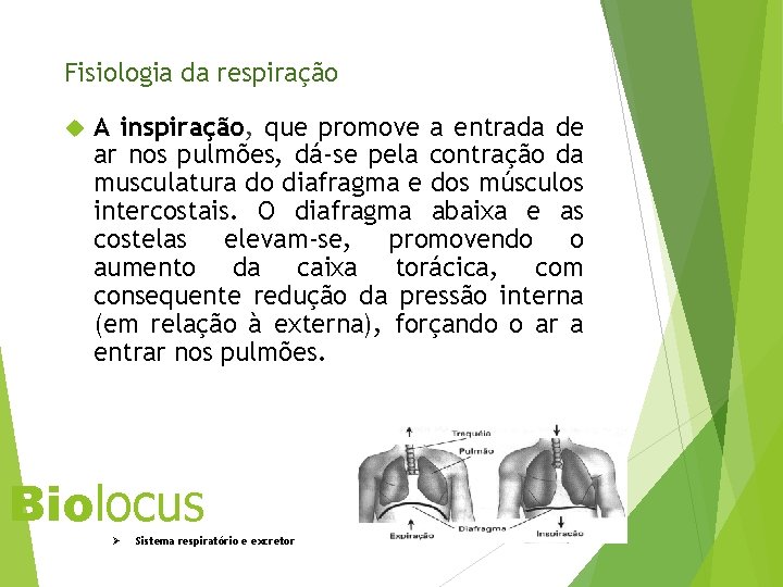 Fisiologia da respiração A inspiração, que promove a entrada de ar nos pulmões, dá-se