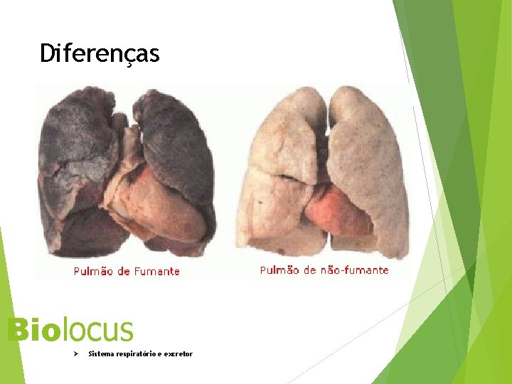 Diferenças Biolocus Ø Sistema respiratório e excretor 