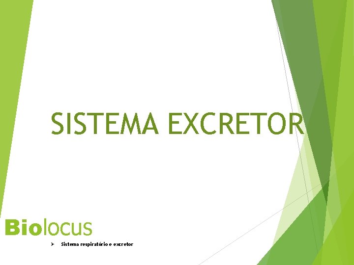 SISTEMA EXCRETOR Biolocus Ø Sistema respiratório e excretor 27 