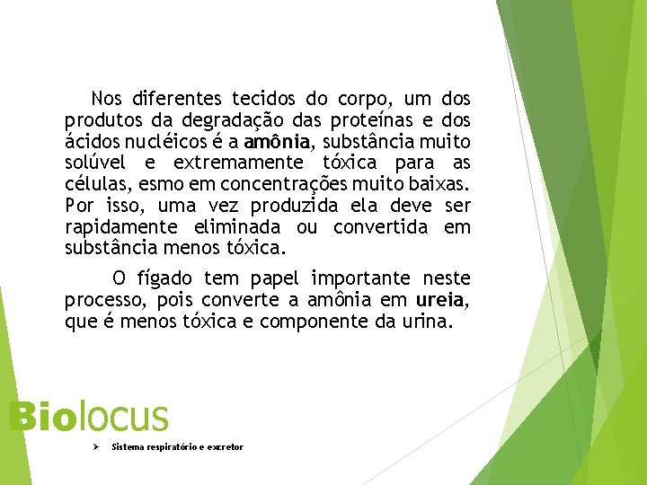 Nos diferentes tecidos do corpo, um dos produtos da degradação das proteínas e dos