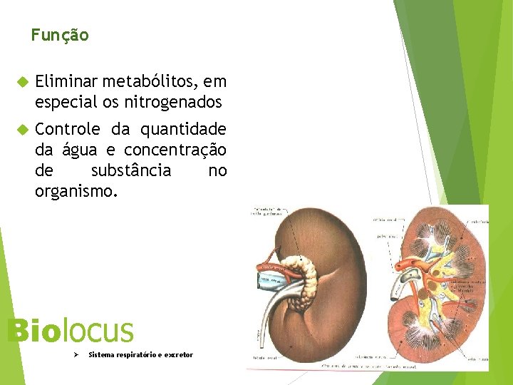 Função Eliminar metabólitos, em especial os nitrogenados Controle da quantidade da água e concentração