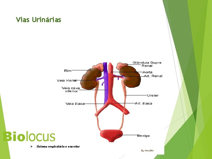 Vias Urinárias Biolocus Ø Sistema respiratório e excretor 31 