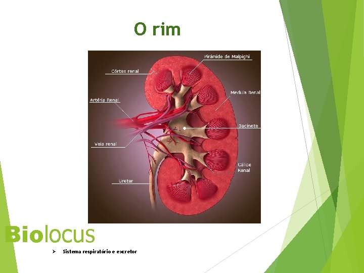 O rim Biolocus Ø Sistema respiratório e excretor 32 